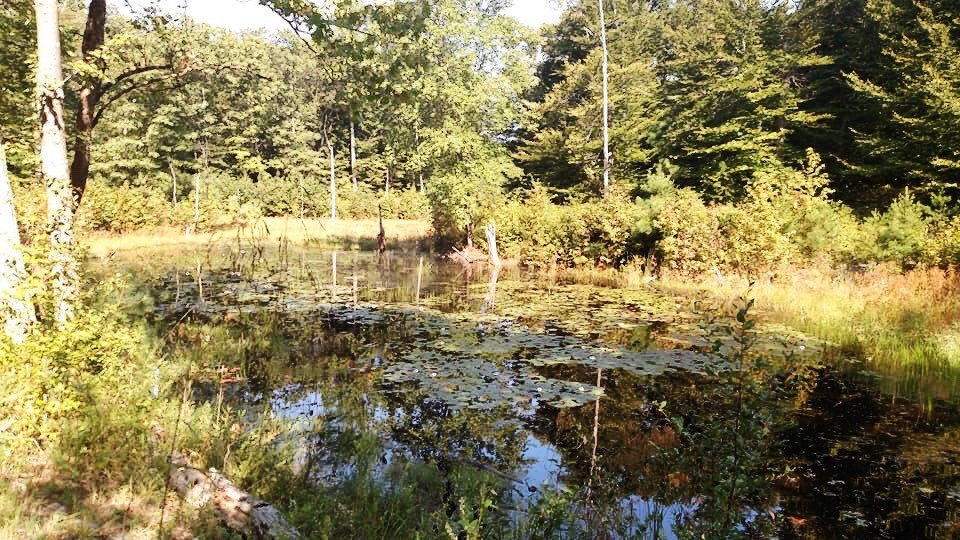 Patuxent Wildlife Refuge