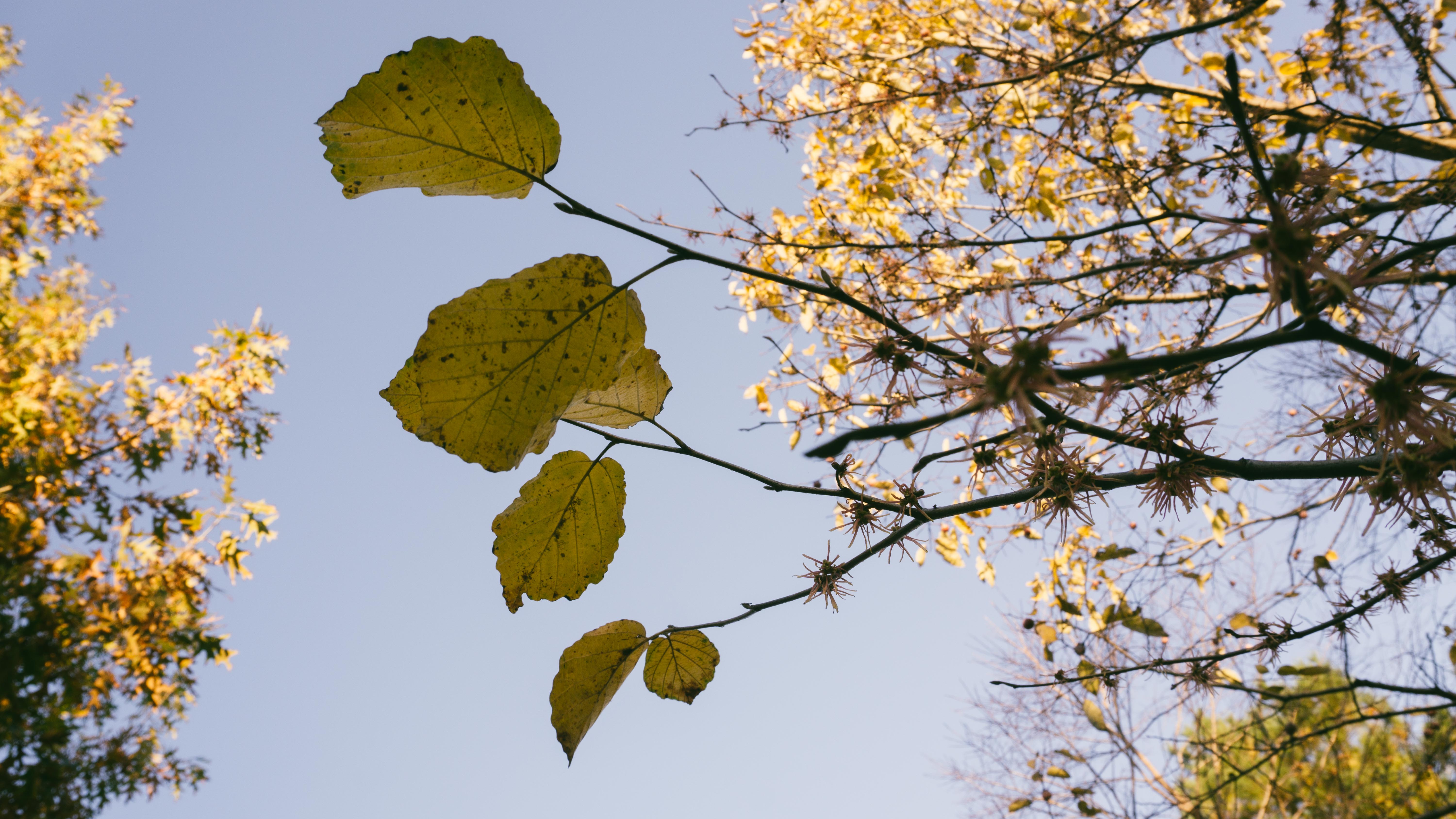 Botanic Garden Image 2